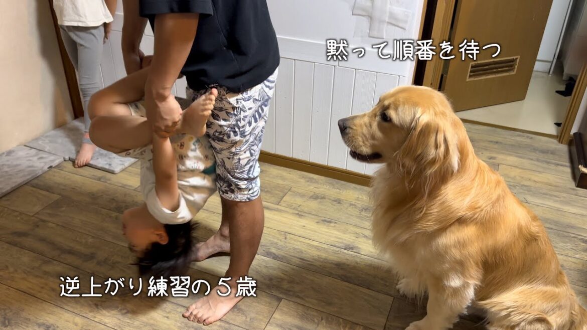 子供と同じことがしたい。順番待ちのゴールデンレトリバー