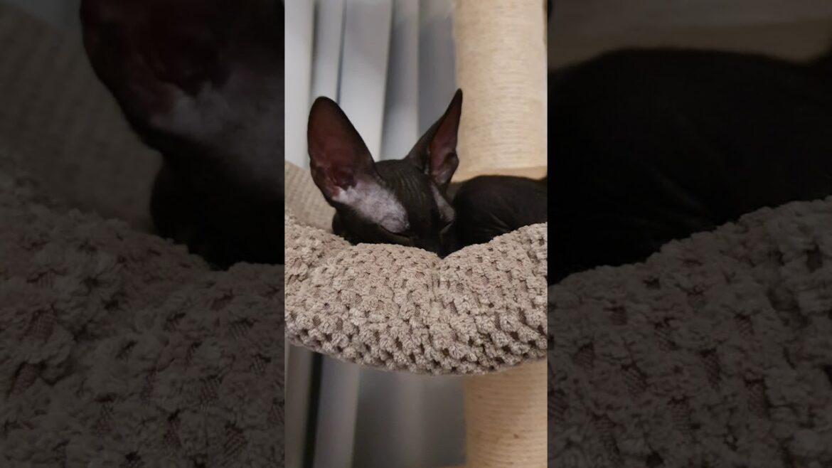 Cornish Rex Kitten, last day with us!!!