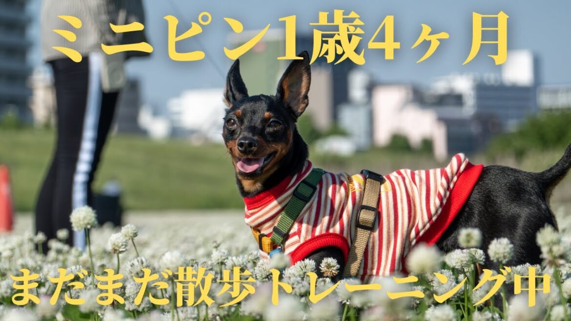 1歳4ヶ月のミニチュアピンシャーの走りっぷりと散歩の様子（まだまだ慣れていません）