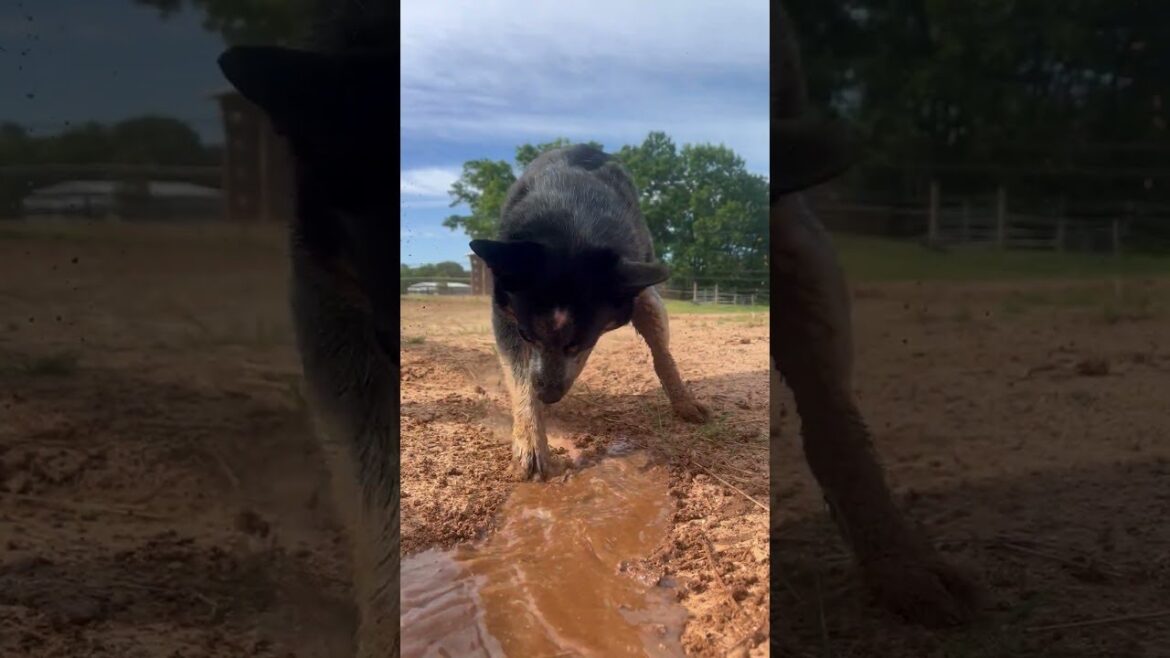 Australian Cattle Dog Digs Water Ditch || ViralHog