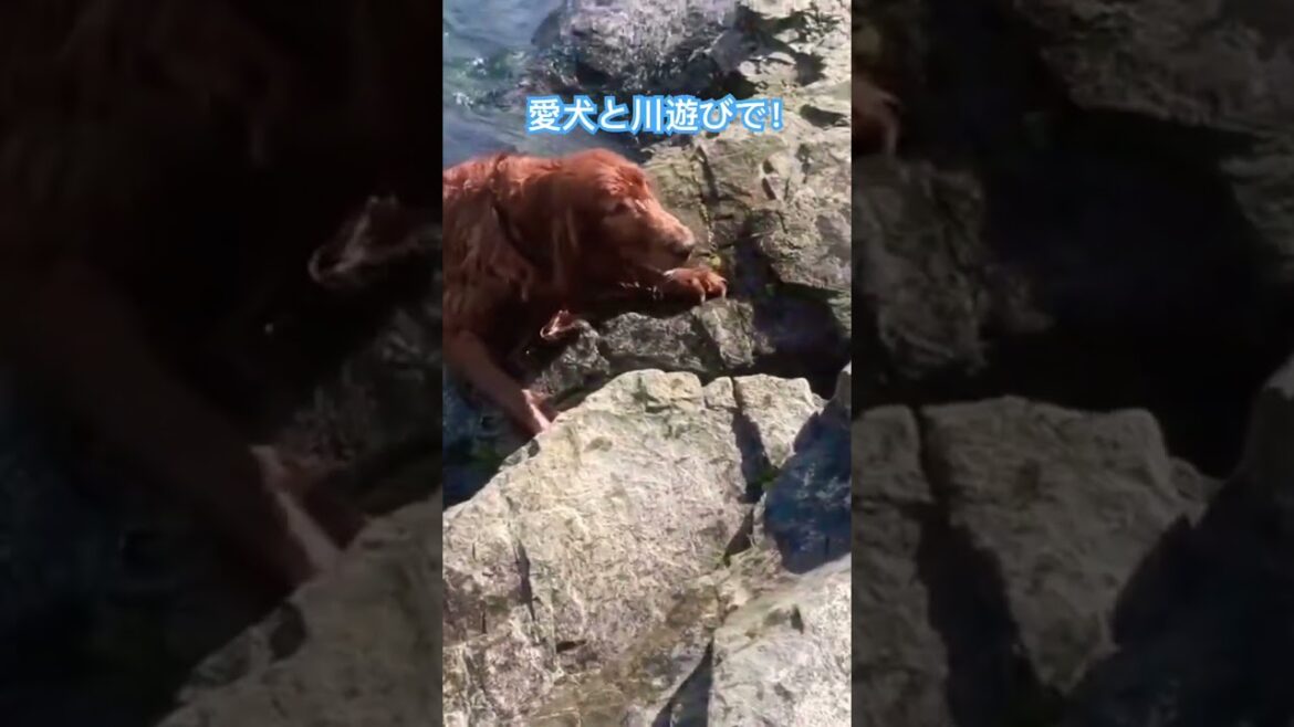 愛犬との川遊びで転落した飼い主😅💦#shorts #アイリッシュセター #ヴィッツ #irish setter