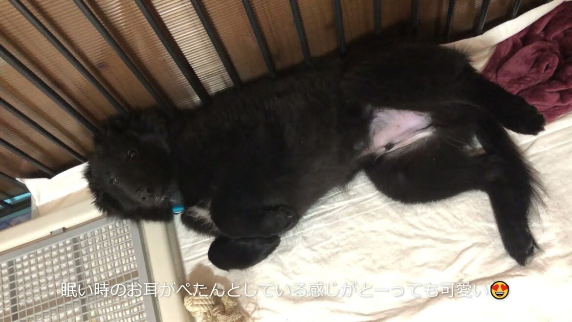 【25日目】何でもすぐに壊しちゃうぞ～！お昼寝中も可愛いでしょ～？(笑)