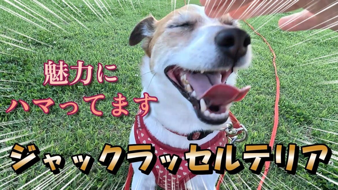 【魅力】ジャックラッセルテリアとの暮らし #ジャックラッセルテリア   #jackrussellterrier