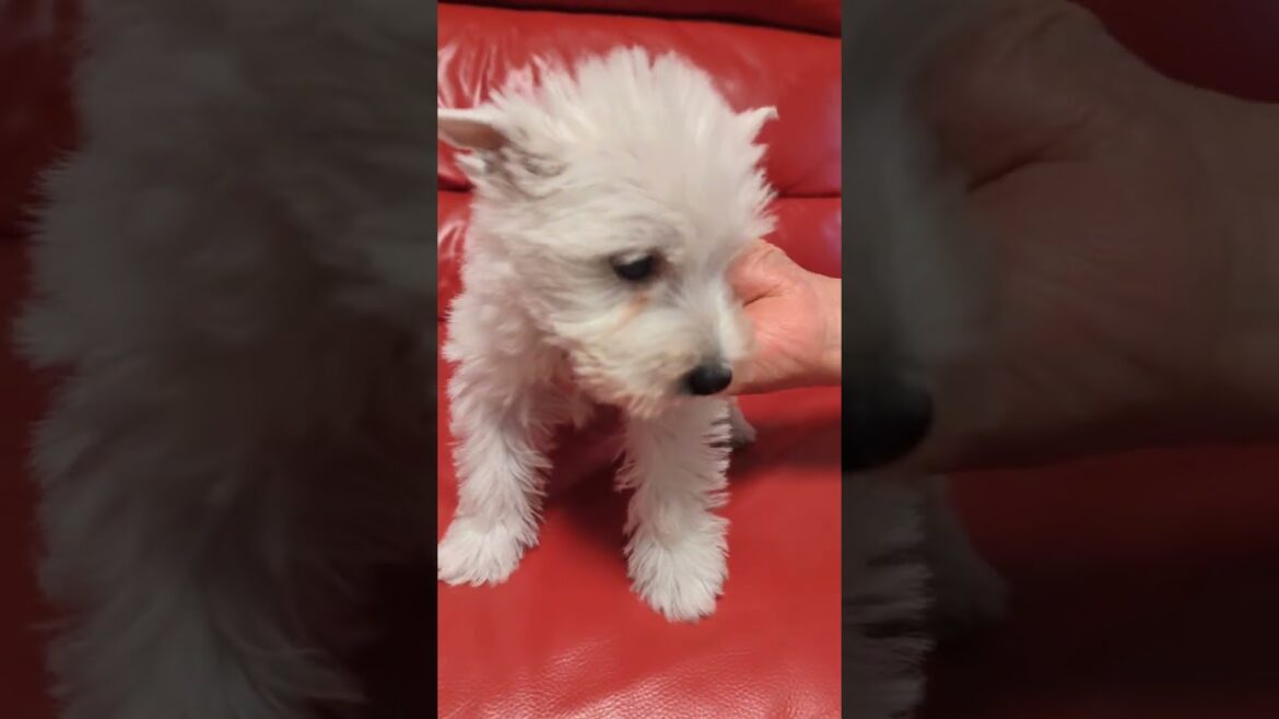 ウエストハイランドホワイトテリア 6/15までの募集 ウエストハイランドホワイトテリア 6/15までの募集