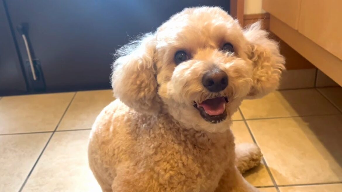 梅雨だけど楽しく過ごす大きいトイプードル【デカプー】【トイプードルのロアくん】【toy poodle】