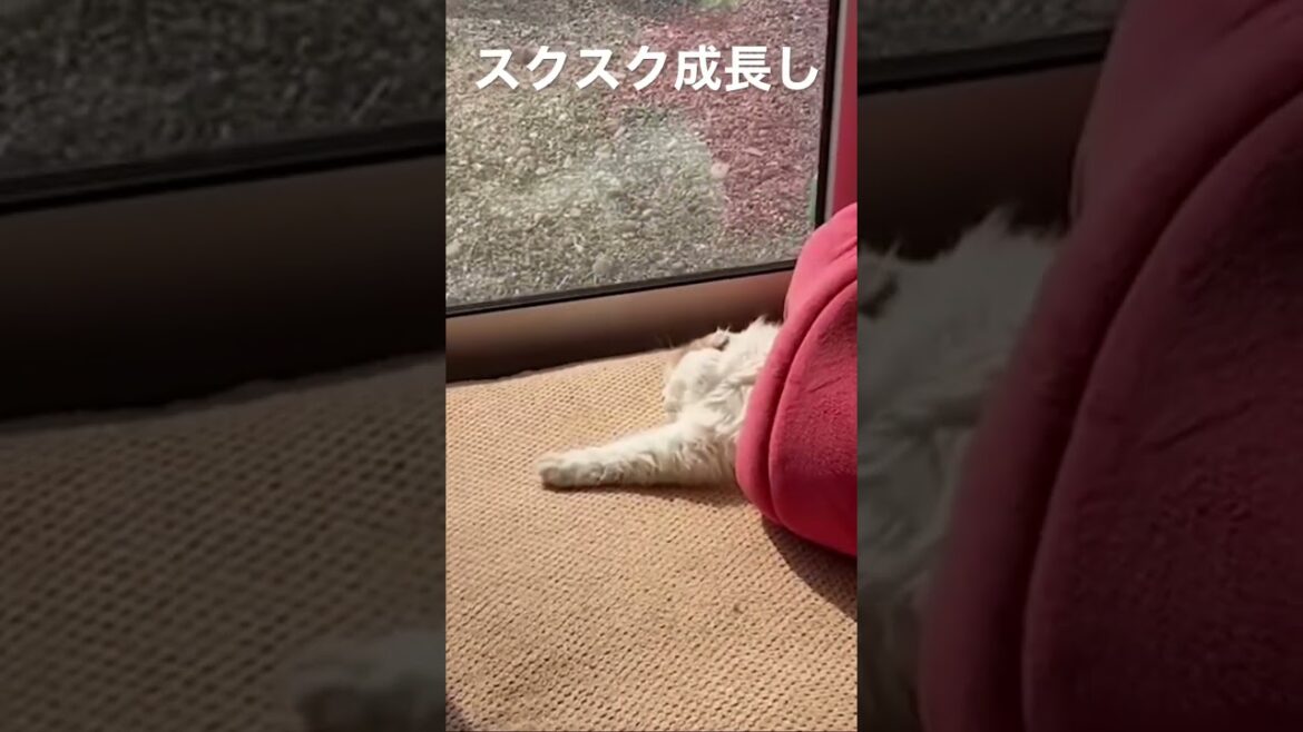 スコティッシュフォールド赤ちゃん比較　#shorts #癒し動画