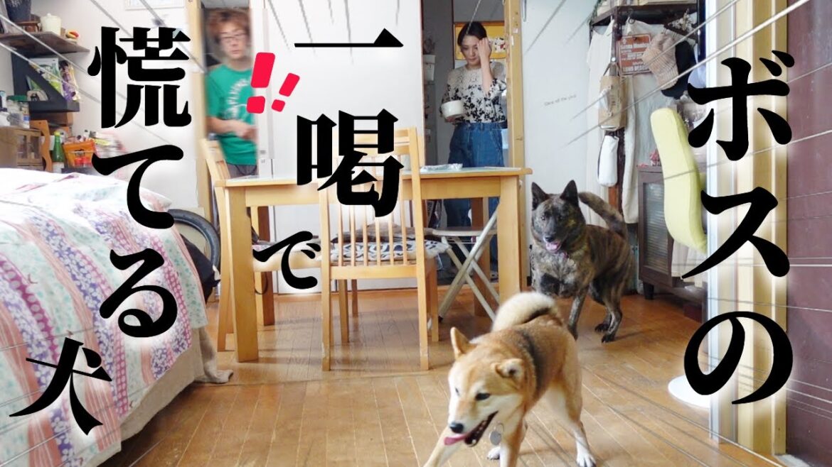 ついにボスが本気【怒】モード⁉それに気付いた甲斐犬の反応が凄い！【甲斐犬・柴犬】