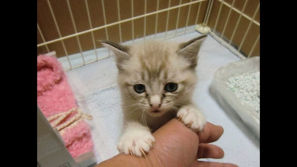 子猫のテンちゃんを助けるですよ！フラットコーテッドレトリーバーのココ