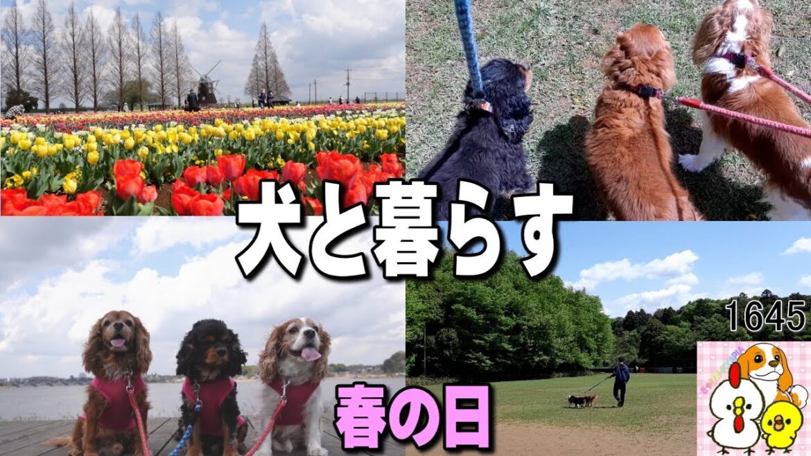 【Vlog】自然が沢山の地域でキャバリア犬と暮らす・春のとある日　DOG LIFE #1645