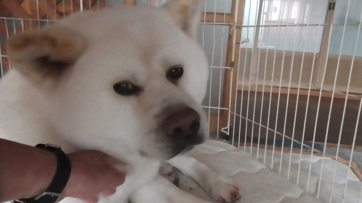 【秋田犬ゆうき】吐きたい時は廊下でという飼い主の願いも空しくわざわざ部屋に戻って事を成す【akita dog】