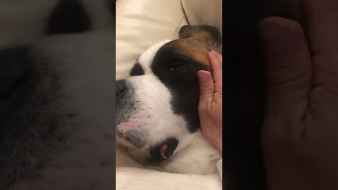 大きな甘えん坊II。 #セントバーナード #saintbernard #超大型犬