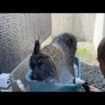 【超大型犬】　水遊び　Leonberger　レオンベルガー