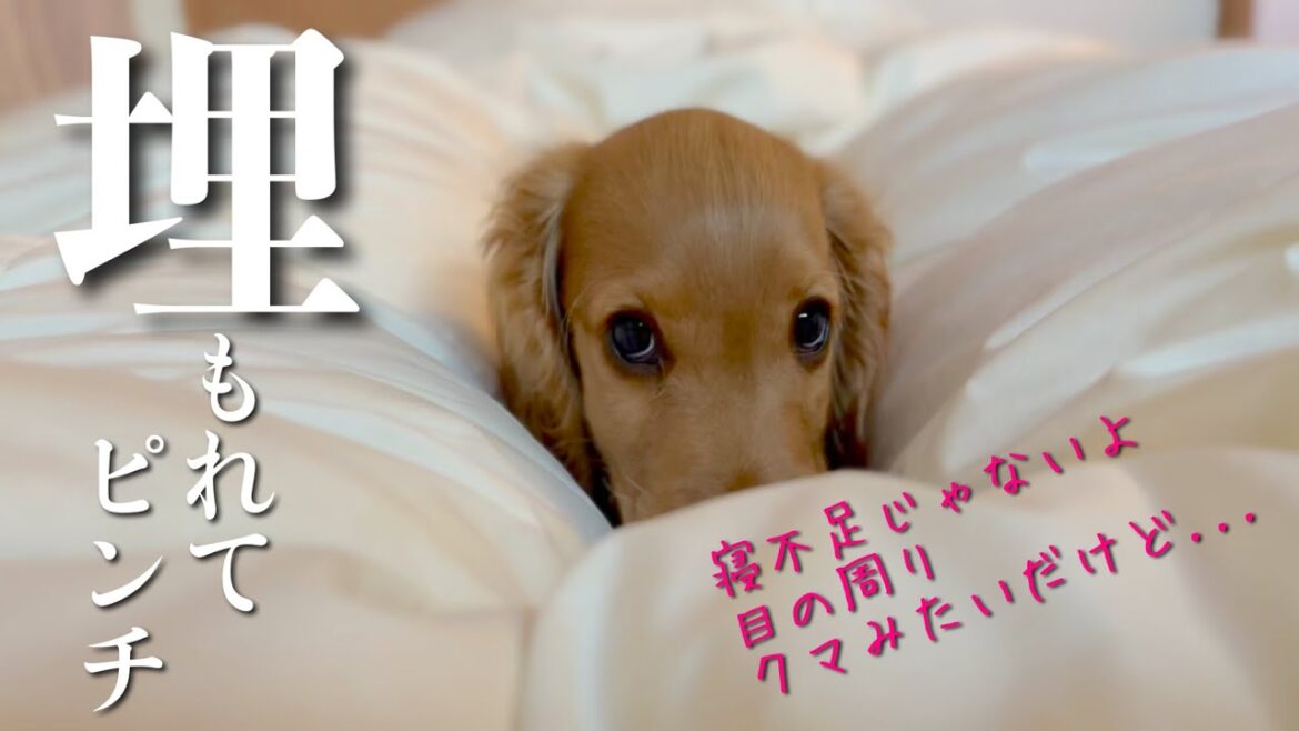 【家・デッキ偏#39】布団に埋もれて抜け出せない  イングリッシュコッカースパニエル「みみ」 の気持ち