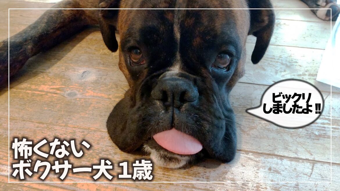 かわいいボクサー犬くろさんの安心を脅かす謎の音の正体
