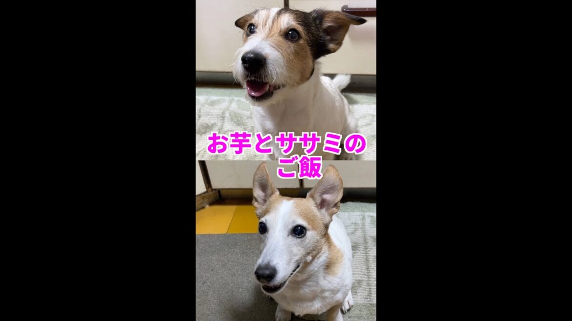 お芋とササミのご飯を食べたジャックラッセルテリアが可愛い🥰