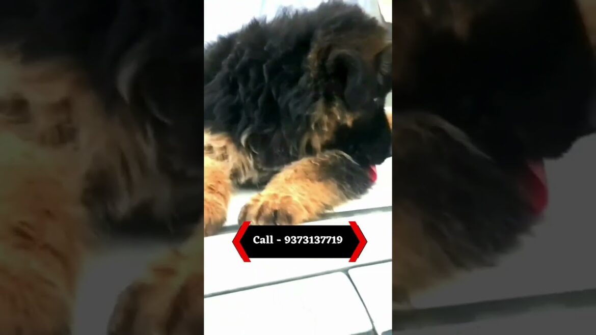 Urgent Sale |  Long hair German shepherd puppy #shorts #viralshorts #viral #longhairgermanshepherd