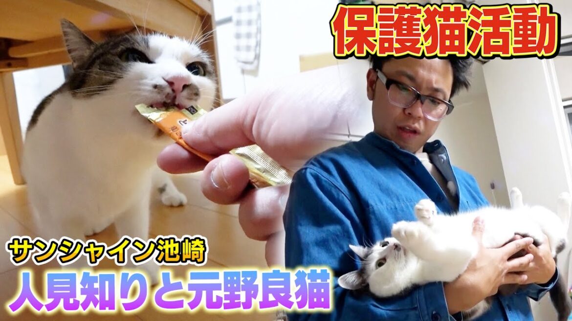【保護猫活動】人見知りの人ほど猫との相性がいい？オモウマいお店スタッフと元野良猫のりしおが人馴れ特訓【サンシャイン池崎の預かりボランティア】