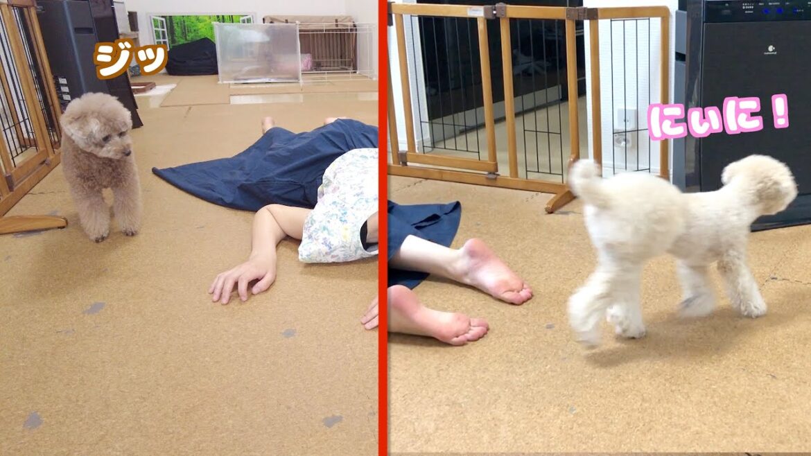 ママが倒れた振りをしたら慌てて兄犬に助けを呼びに行く妹犬に兄への信頼が見えた
