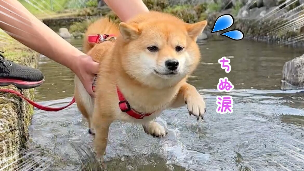【切ない】犬かきの時だけ詰んだ顔になる柴犬