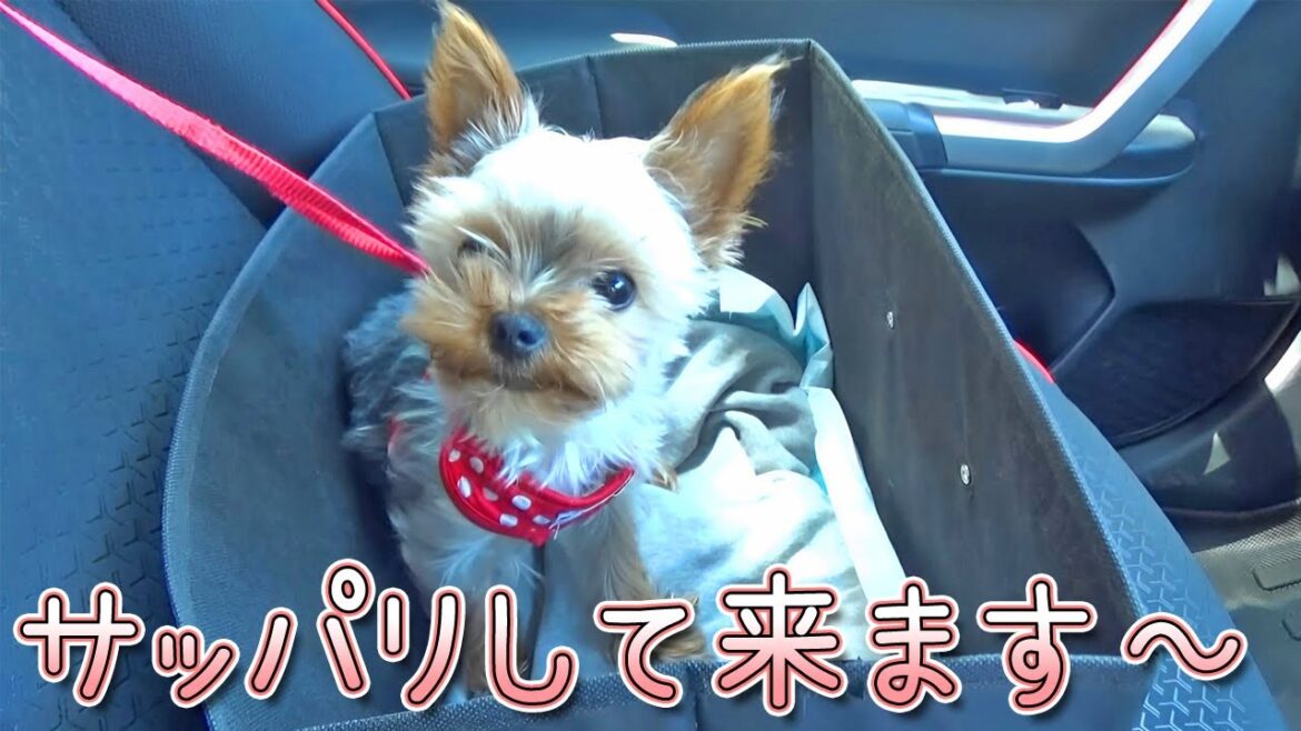 【ヨークシャテリア】車にも慣れてトリミングに行ったヨークシャテリア【Yorkshire Terrier】