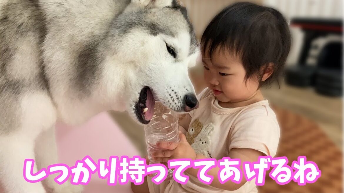 【今日も仲良し？】すこし距離が縮まったシベリアンハスキーと1歳児