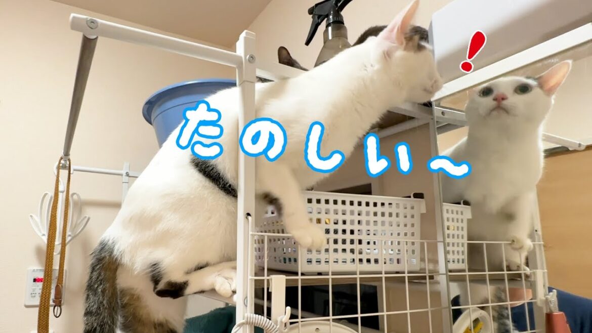 洗面所をアスレチックにする猫たち…