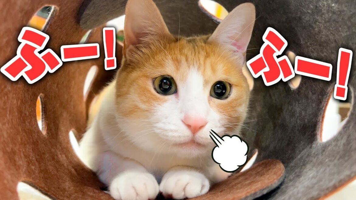 猫たちが深夜に叫びながら大暴れ！ 興奮して子猫みたいな顔になってしまうロビン(中年)