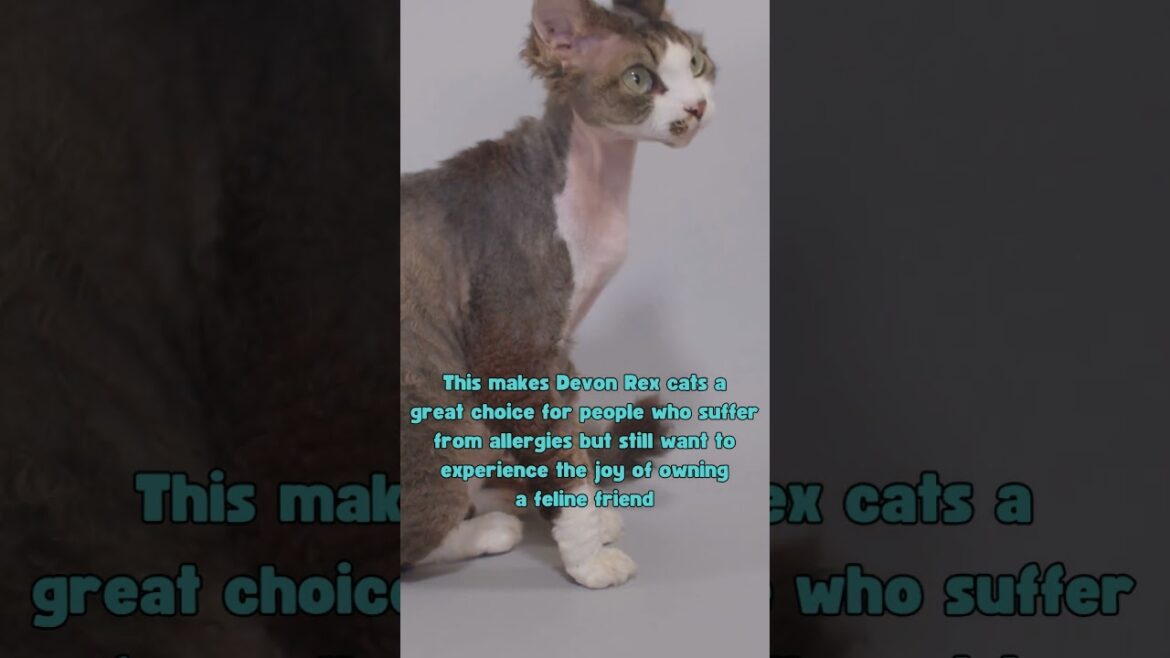 From Curly Whiskers to Playful Personalities: Amazing Facts About Devon Rex Cats #shorts