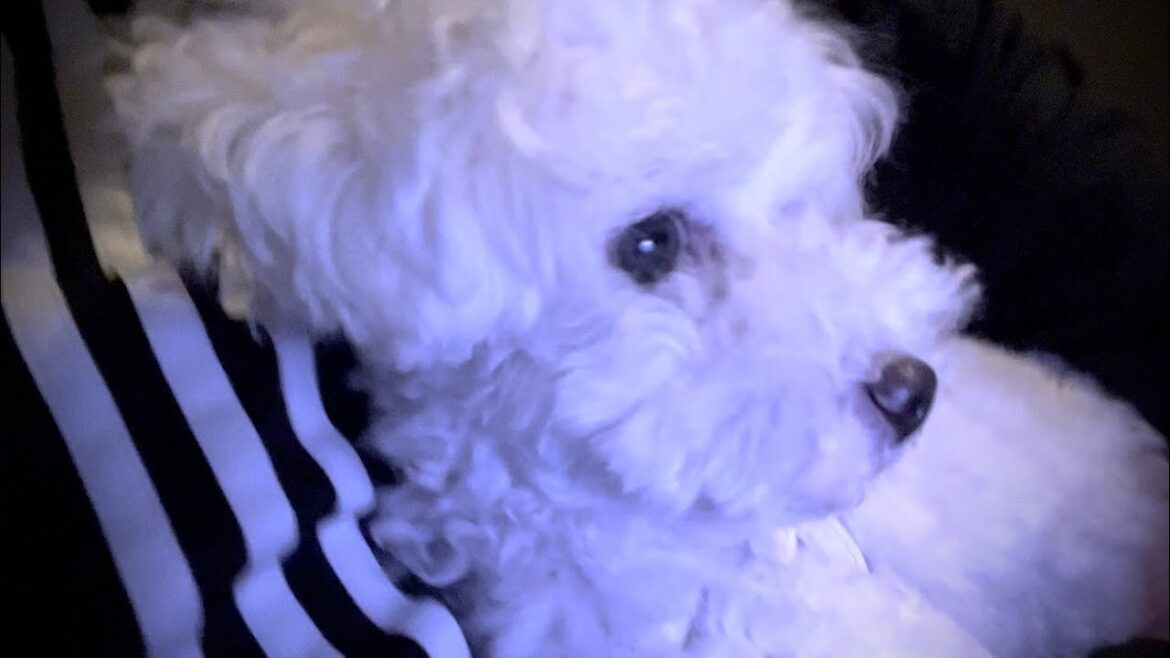【悲報】深夜に家から追い出され途方に暮れる飼い主と犬