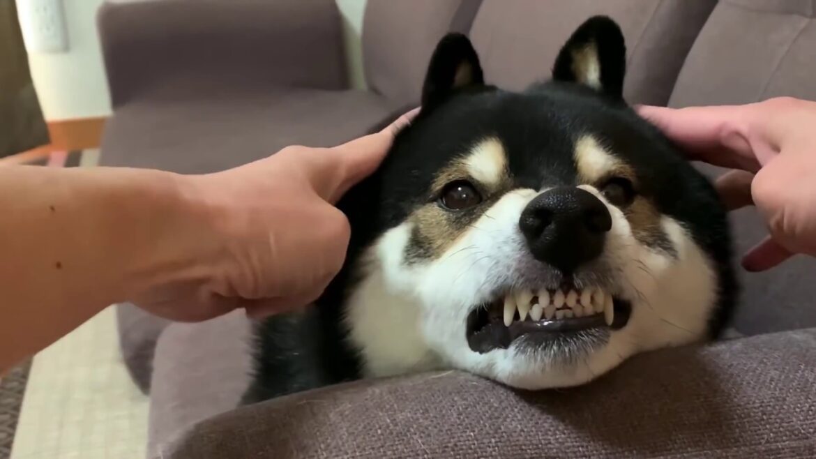 柴犬のフカフカ耳が好き。