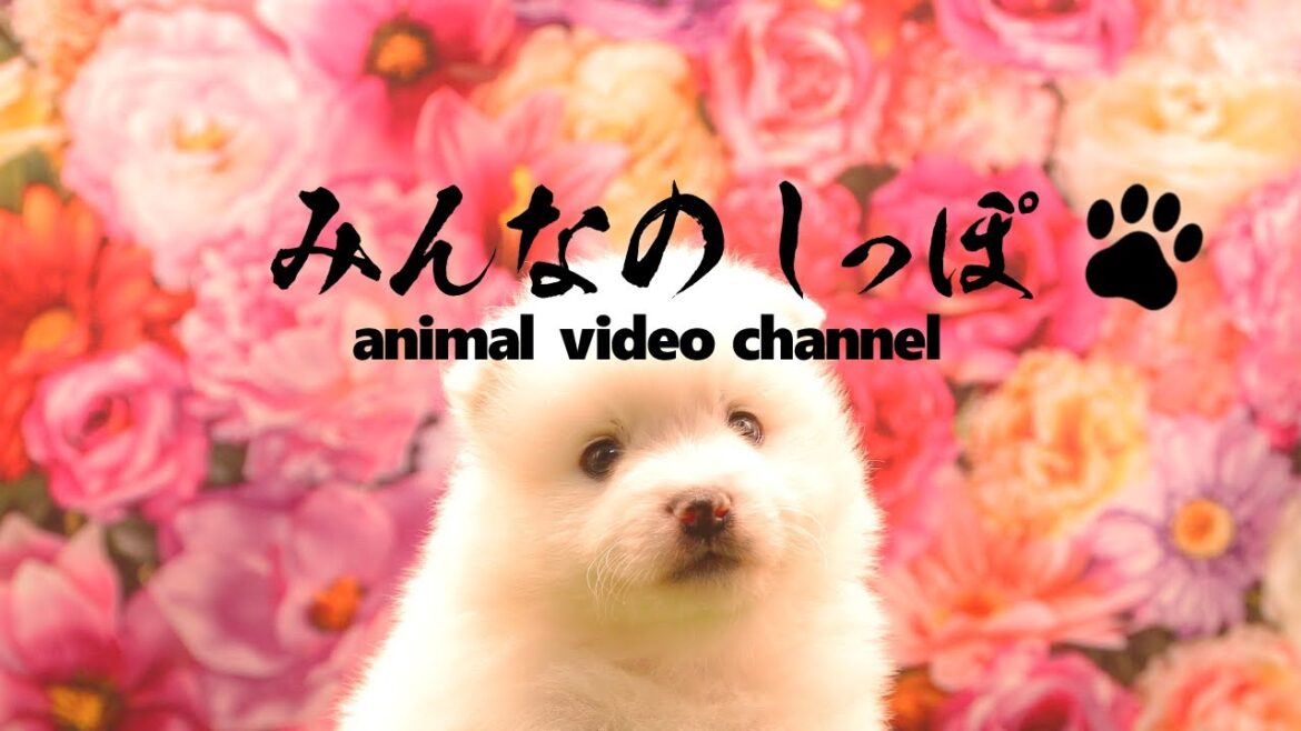 みんなのしっぽ#36子犬動画【日本スピッツ】（ Best Dog Videos - Japanese Spitz ）