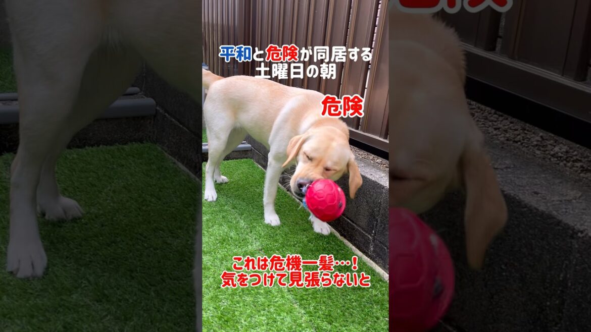 【注意喚起】平和と危険が同居する土曜日の朝★#shorts #labradorretriever #大型犬 #ラブラドールレトリーバー #dog