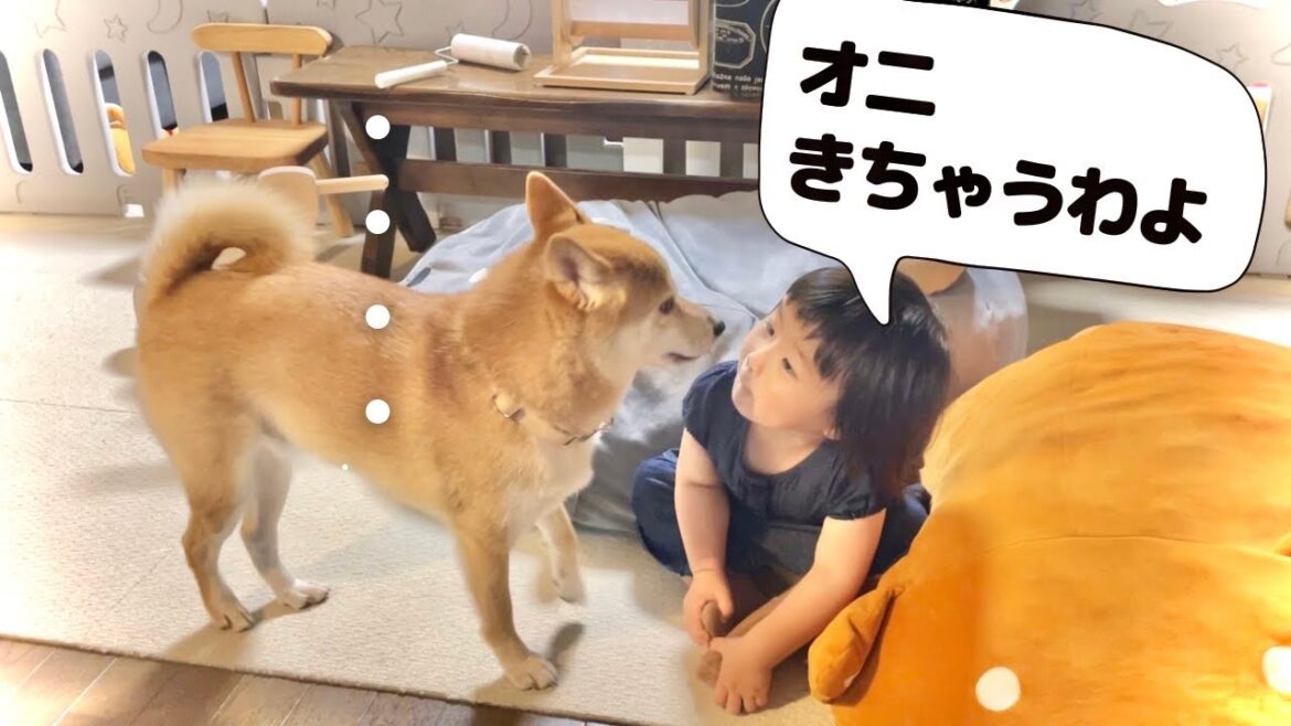 悪さをする柴犬に2歳娘が説教をし始めた