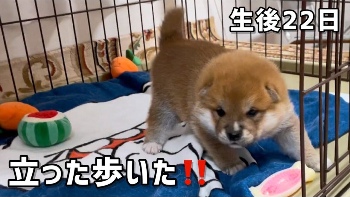 柴犬子犬生後22日目、笑太郎の歩き始めが可愛いw