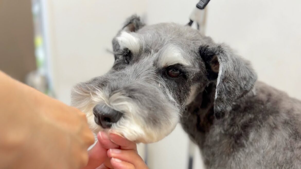 シュナらしさを取り戻したミニチュアシュナウザー✂︎（ロコくん）