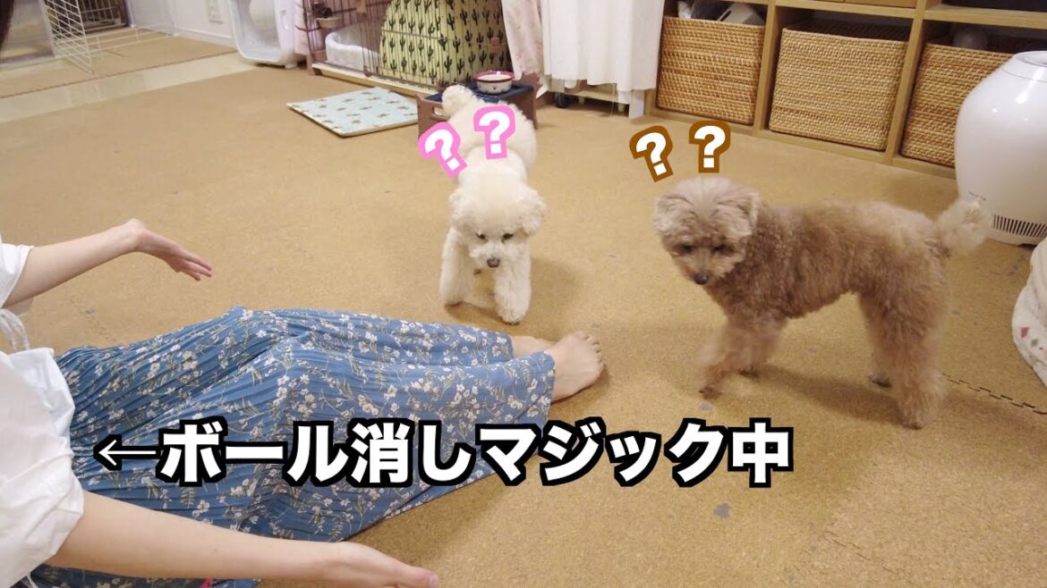 暇してた愛犬にマジックを披露したらリアクションが可愛くて最高だった！