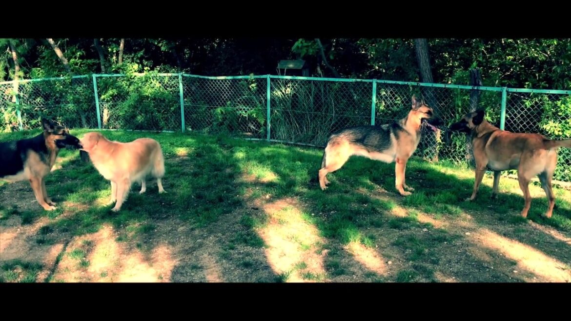 朝の犬達の一コマ