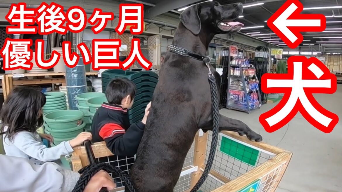 優しい巨人がデカすぎる‼️超大型犬 グレートデン ニューファンドランド Great DaneDogNewfoundlandDog GIANTDog BOSS＆Queen 渡辺ボス