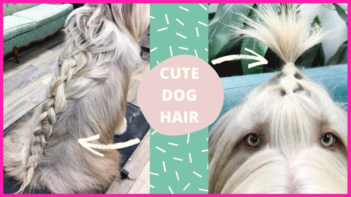 Cute Dog Hair Style | Braided Collie