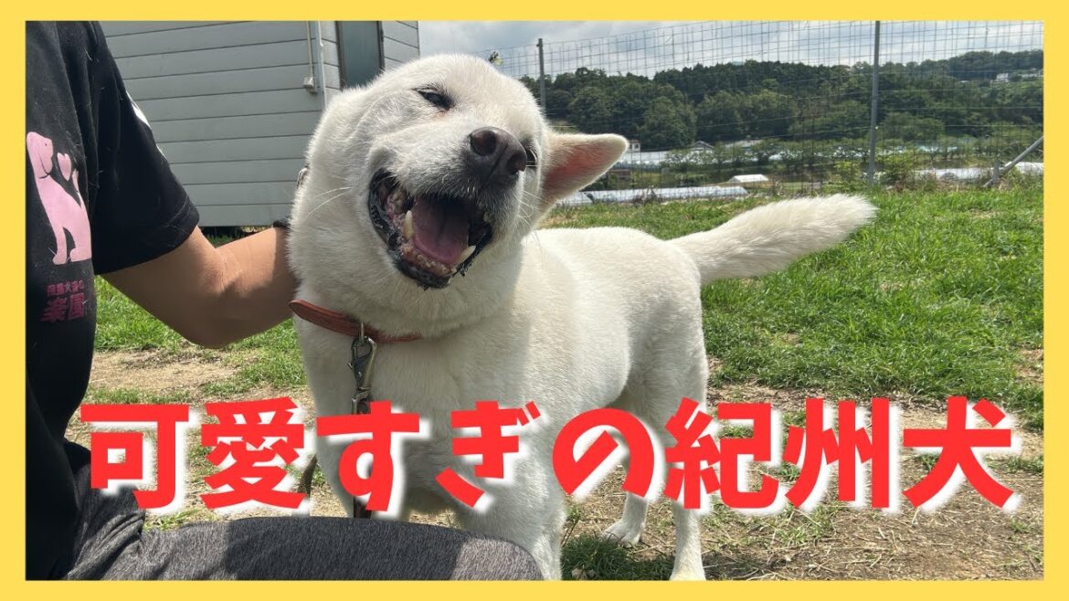可愛すぎる紀州犬 北斗の今日❤️ 可愛すぎる紀州犬 北斗の今日❤️