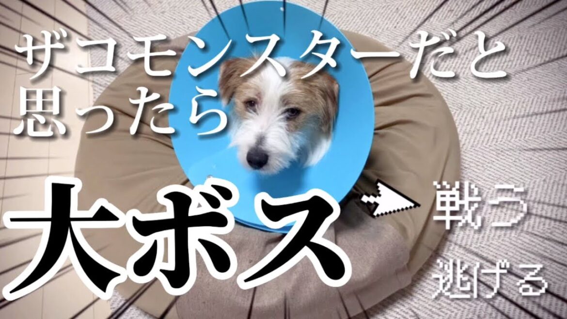 無理ゲー⁉︎アナタに討伐できますか？【ジャックラッセルテリア】