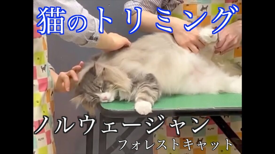 すごい!ノルウェージャンのトリミング★ノルウェージャンフォレストキャットのトリミング すごい!ノルウェージャンのトリミング★ノルウェージャンフォレストキャットのトリミング