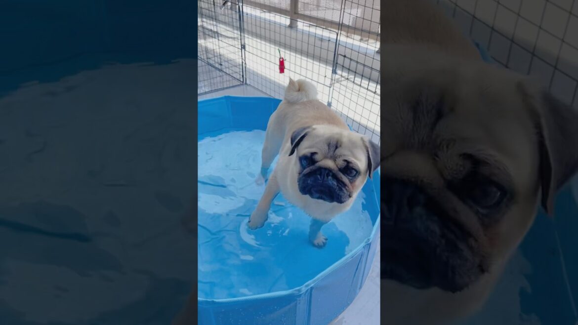 [パグ]水遊び犬🐶💦 (dog playing in the pool) #shorts