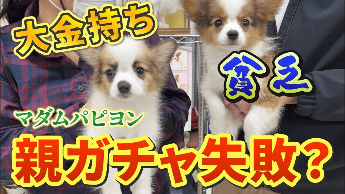 これが現実。生き別れた兄妹の格差【お迎えのもう一つの物語】