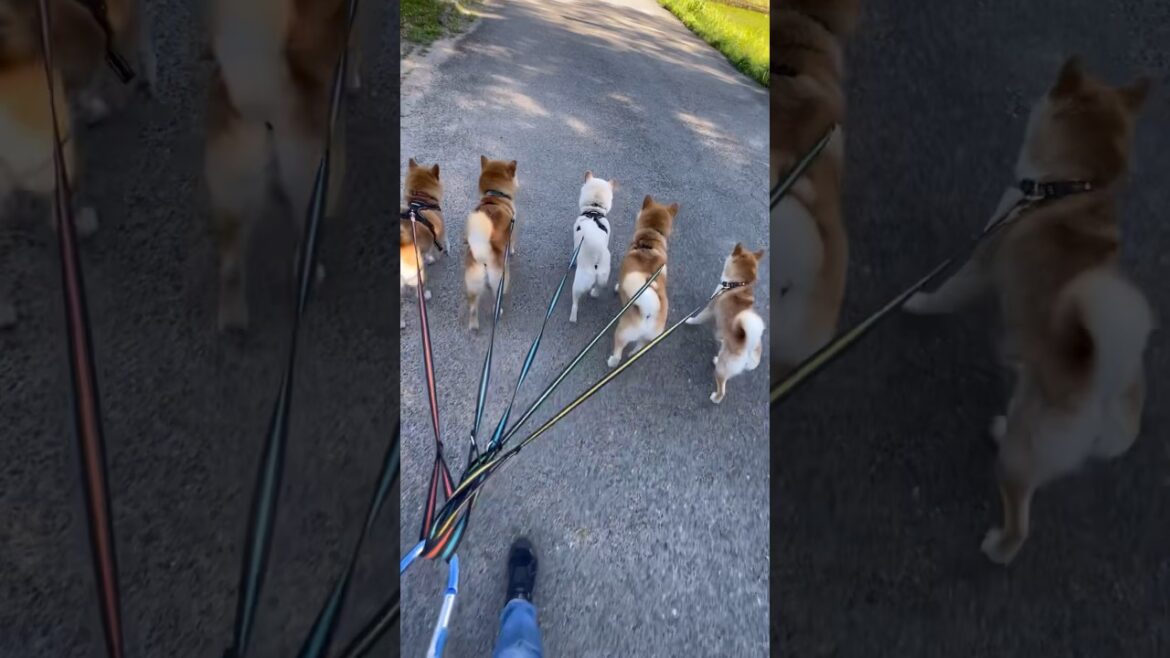 念願の柴犬5匹散歩🐶#shorts #柴犬