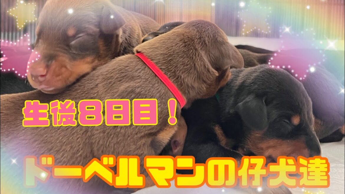 ドーベルマンの仔犬達!生後８日目！
