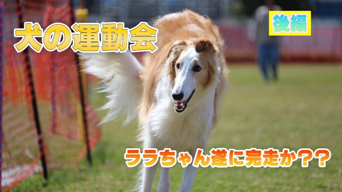 犬の大運動会!!ララちゃんはゴールできたのか?【ボルゾイ】【大型犬】後編 犬の大運動会!!ララちゃんはゴールできたのか?【ボルゾイ】【大型犬】後編
