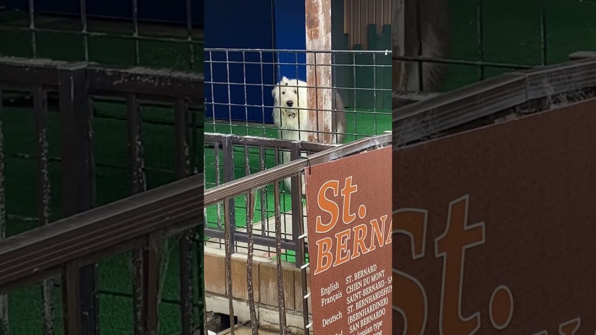 わんわん動物園 オールドイングリッシュシープドッグのドーナツちゃん
