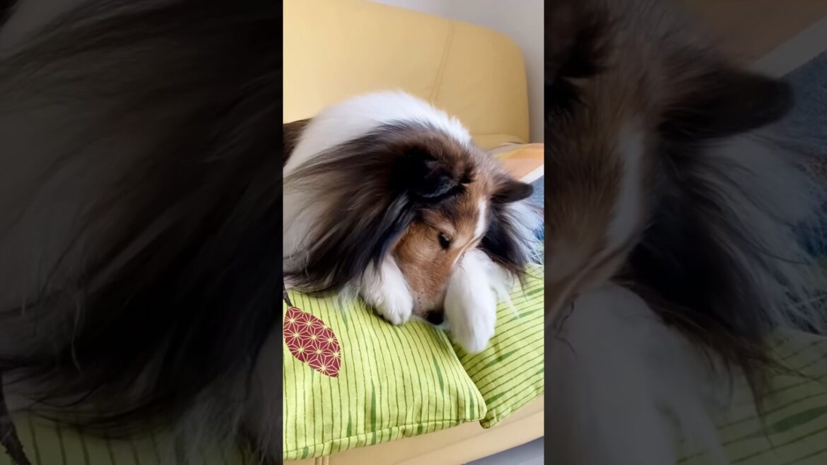 顔を洗うと雨が降る？ 《シェルティ》