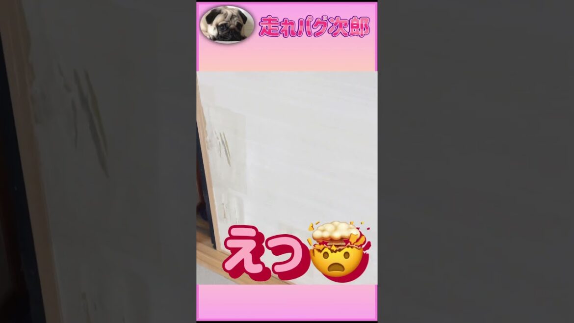 【ビックリ😳】パグがしてはいけないことを手でやっちゃった